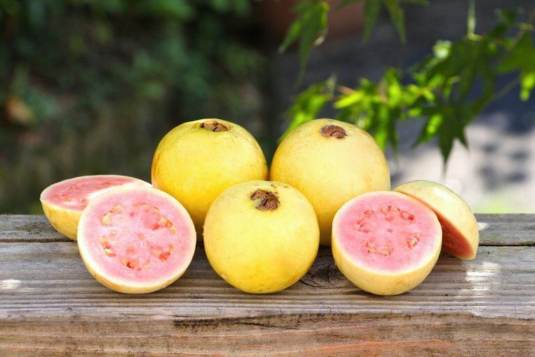 黒潮町育ちのグァバで作った美味しいジュース&ゼリー