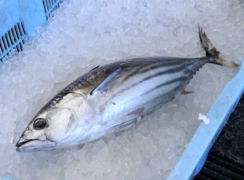 まあ食べてみて！カツオの希少部位・ハランボの串焼き！