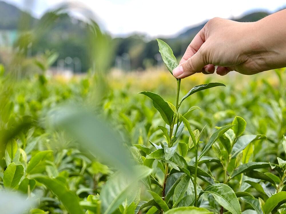 茶葉の写真/㈱霧山茶園