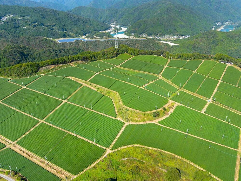 上空から見た茶園の写真/㈱霧山茶園