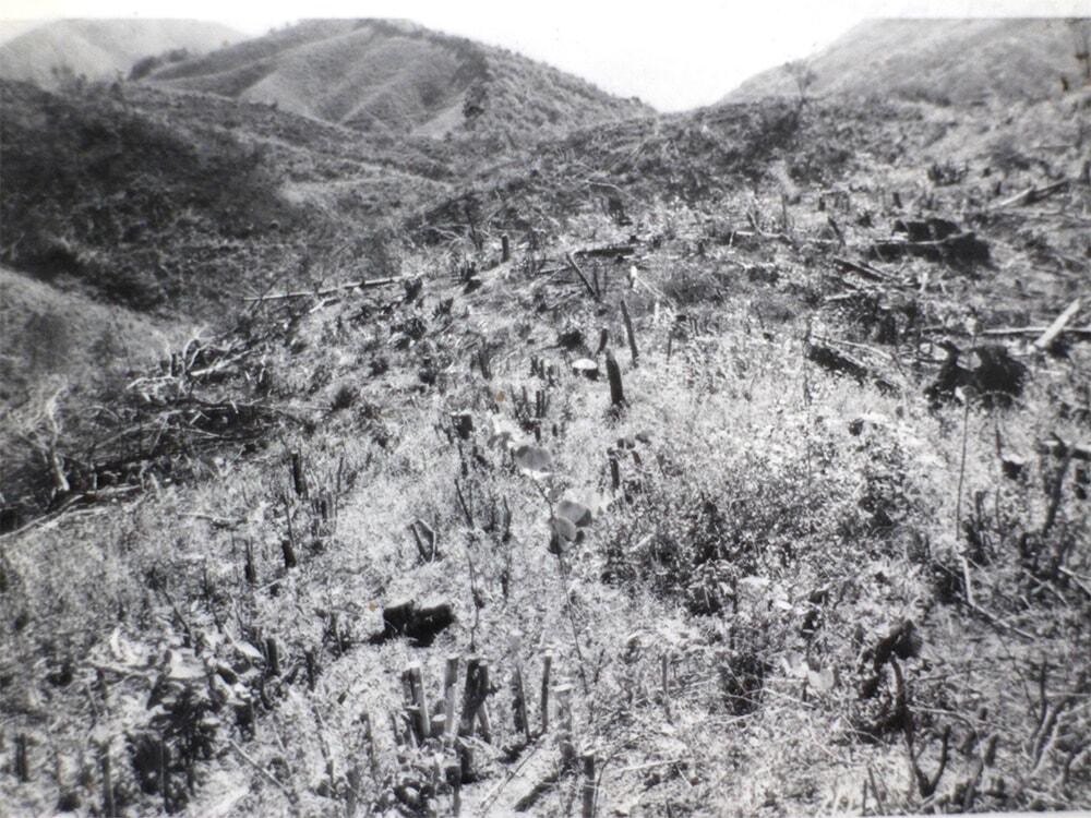 開拓前の霧山茶園の写真/㈱霧山茶園