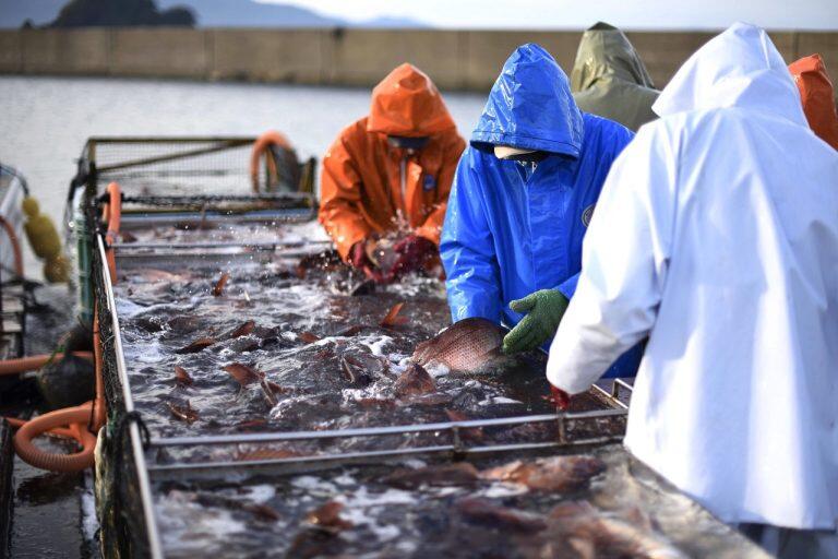 地元の養殖業社が丹精込めて育てた、脂のりが良いベストな状態の魚