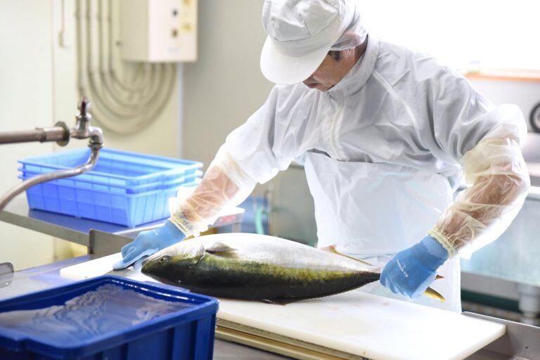 熟練の職人さんたちが一尾一尾手間暇かけて手作業で下処理