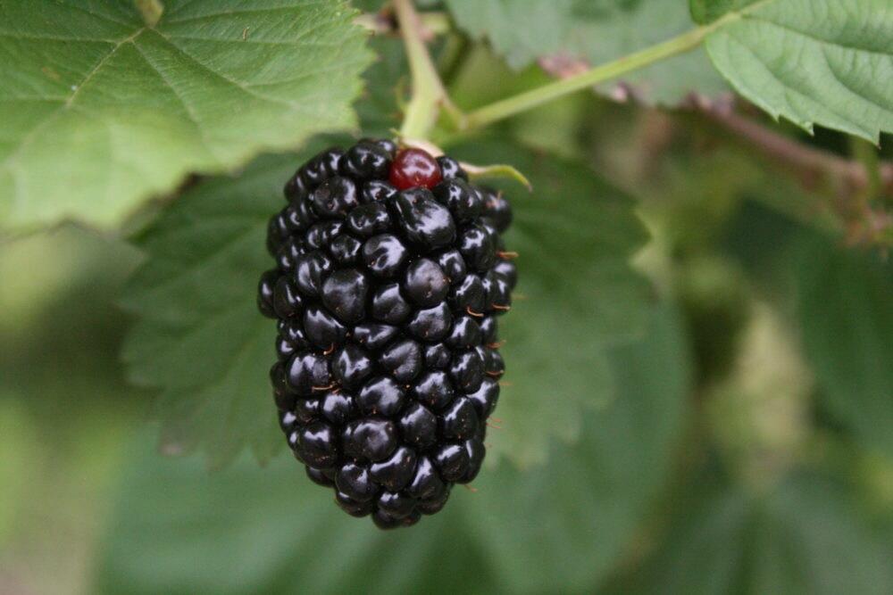 ブラックベリーはアメリカ原産の木苺の仲間。日持ちがしないため、国内での流通量はまだ少ないのですが、とっても美味しい果実として注目を集めているんですよ!