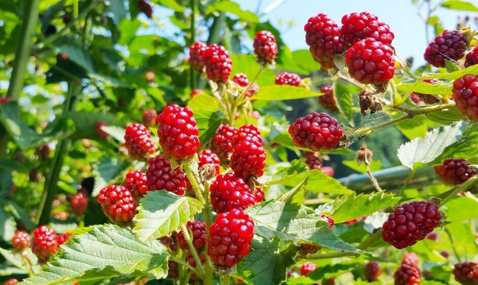 真っ赤な実から少しずつ艶やかな黒い実へと熟していくブラックベリー