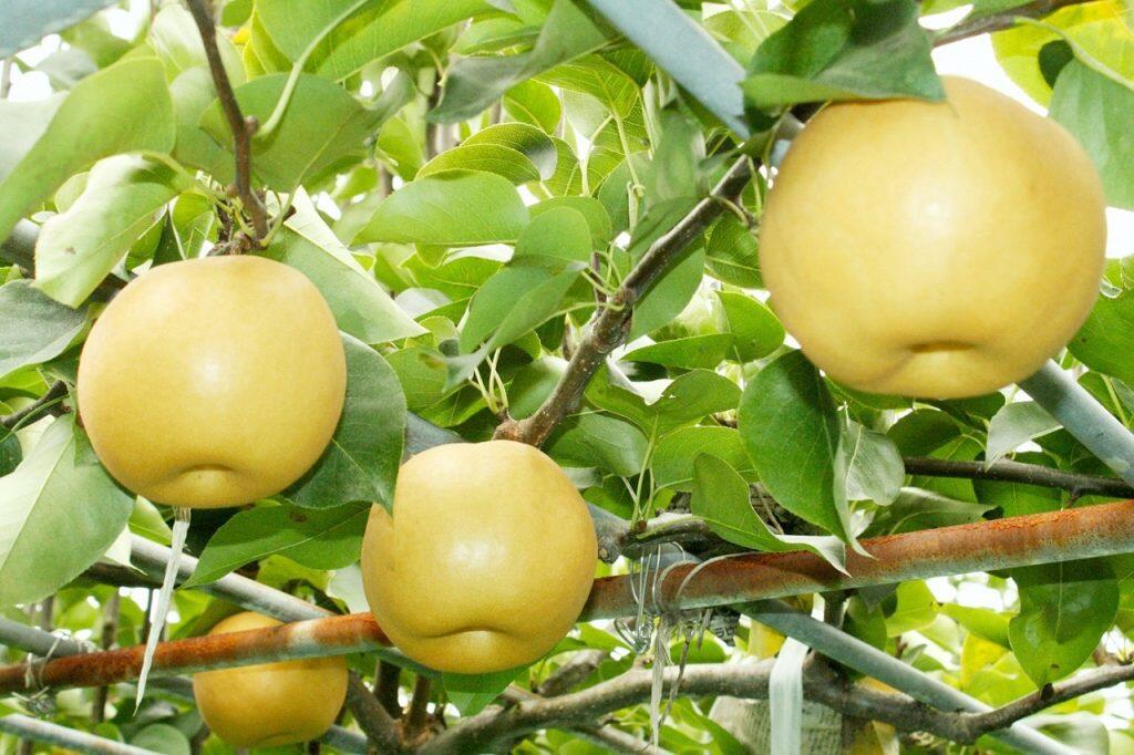 「ヒロの果樹園」では、ほかにもこだわりの栽培方法で梨やブルーベリーなども育てています。