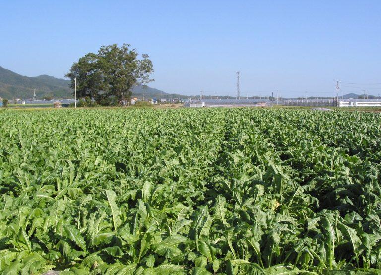 収穫時期の11月には青々とした葉っぱが畑いっぱいに広がります