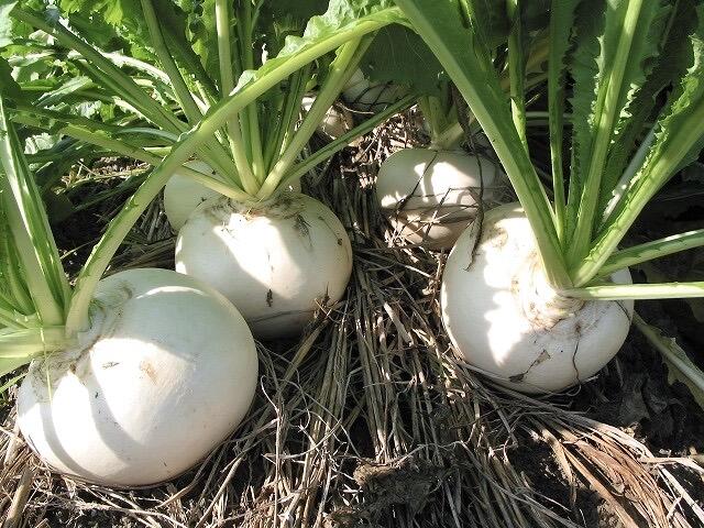 冬が待ち遠しい！伝統野菜