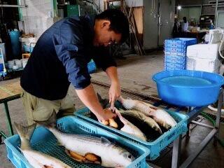 「宮進商店」の本からすみは、色合い、弾力、脂のりなど、水揚げの段階で厳選した天然沖ボラの真子と塩のみ