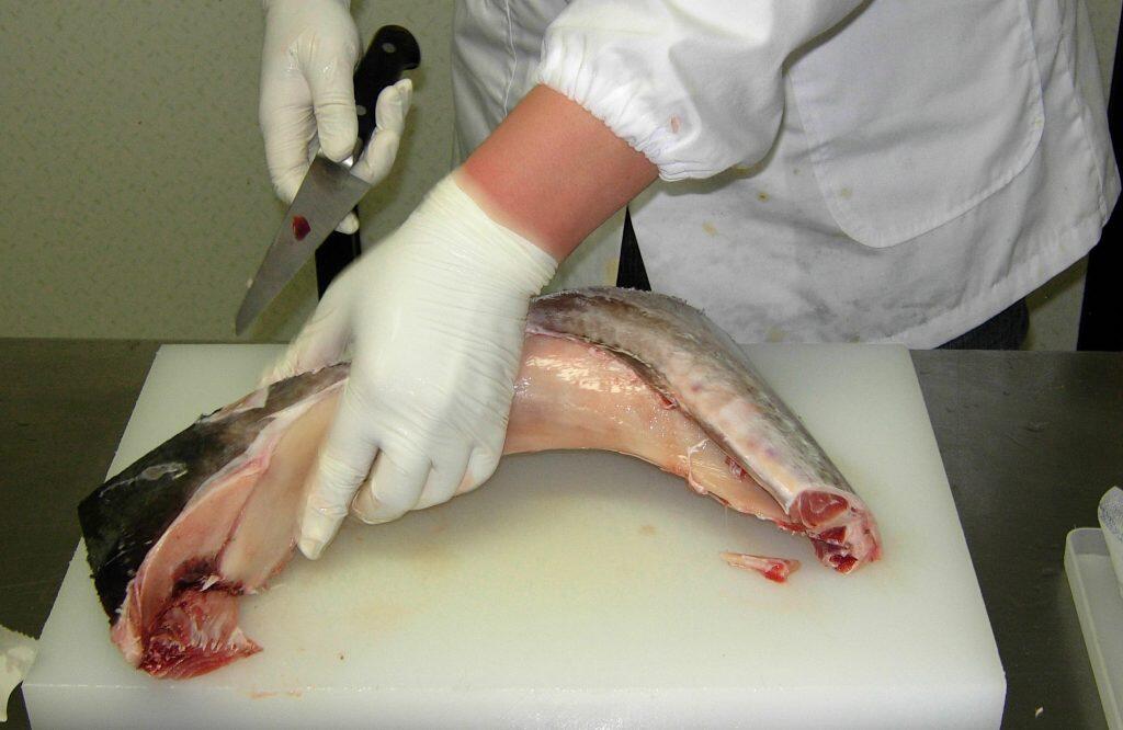 マグロは全て遠洋漁業で獲れた天然マグロ