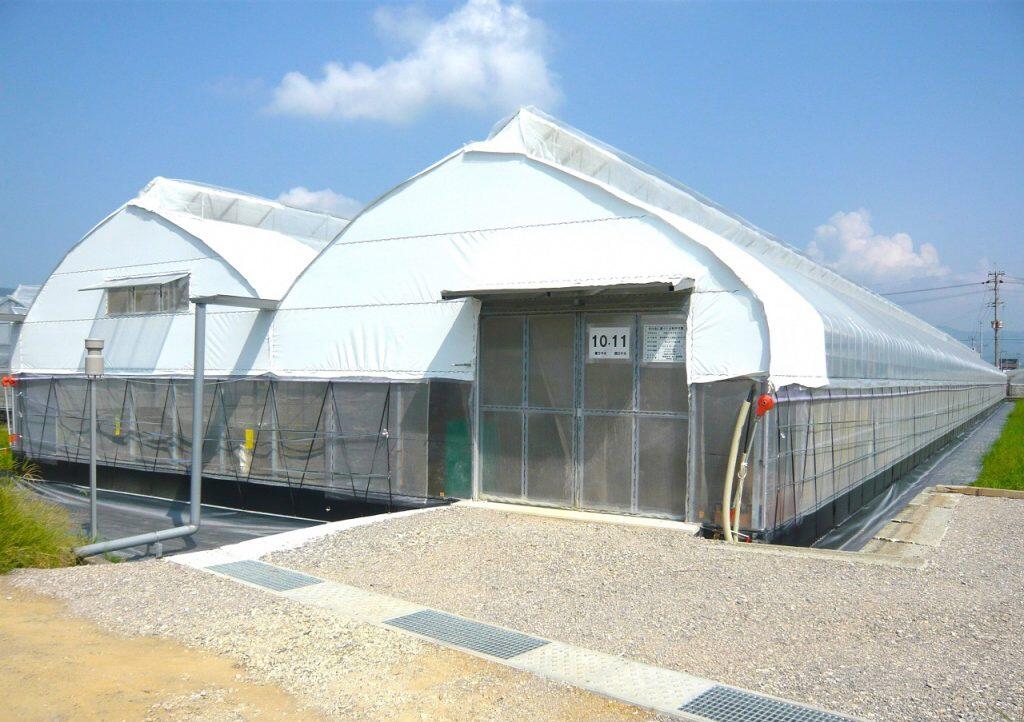 「池一菜果園」では、防虫網や200台の送風機で虫の侵入を防ぎ、農薬を最小限に抑えた栽培方法でフルーツトマトを育てています