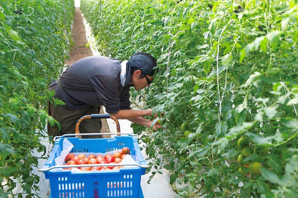 約1.6ヘクタールものハウスを1日に何度も見回り、トマトの状態に合わせて温度調節や水やり、肥料の配合など丁寧に調整することで、糖度9度以上、ピーク時には最高13度のフルーツトマトが実ります!