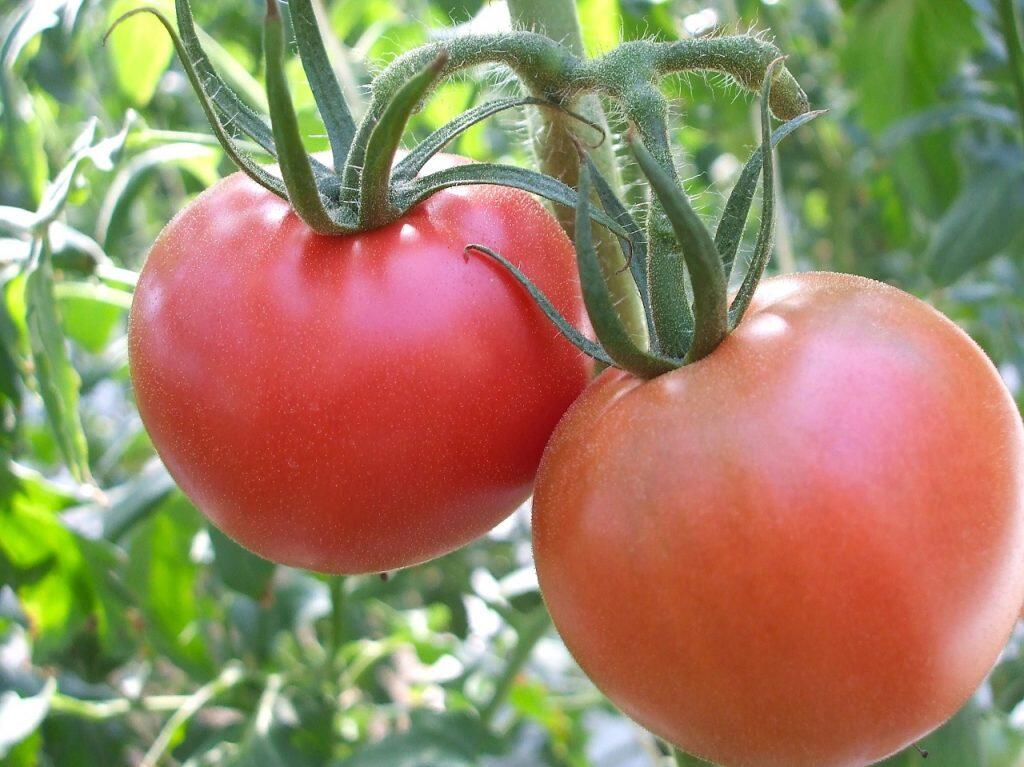 約1.6ヘクタールものハウスを1日に何度も見回り、トマトの状態に合わせて温度調節や水やり、肥料の配合など丁寧に調整することで、糖度9度以上、ピーク時には最高13度のフルーツトマトが実ります!