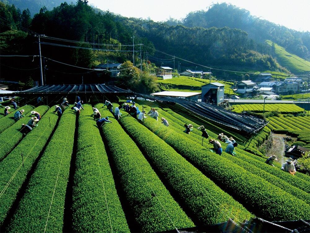 茶畑の写真/仁淀川町