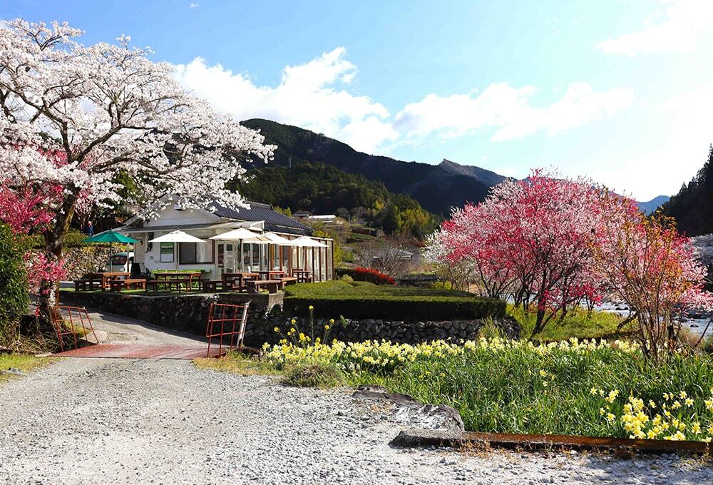 池川茶園から桜や茶畑などが楽しめる様子/スイーツ工房兼カフェ「池川茶園」