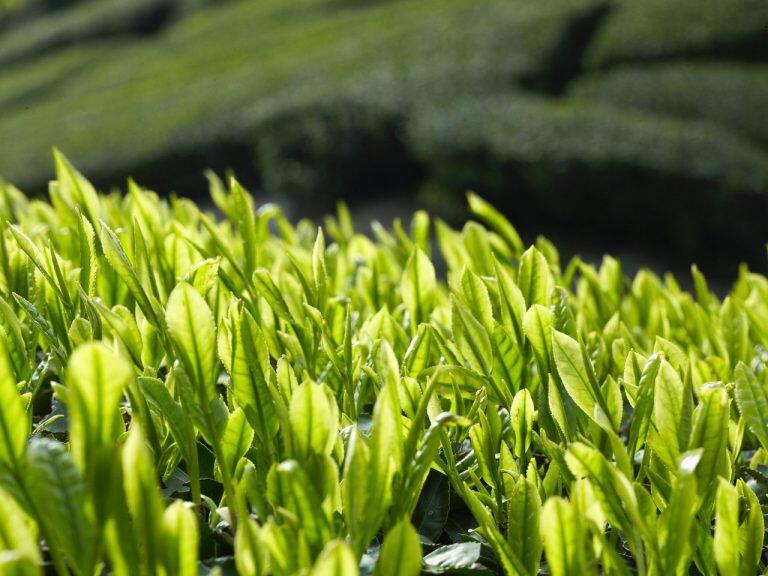 茶畑があちこちに広がる光景