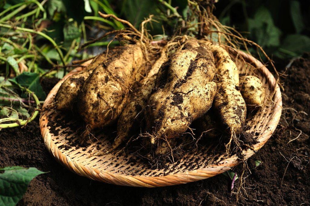 契約農家が育てた