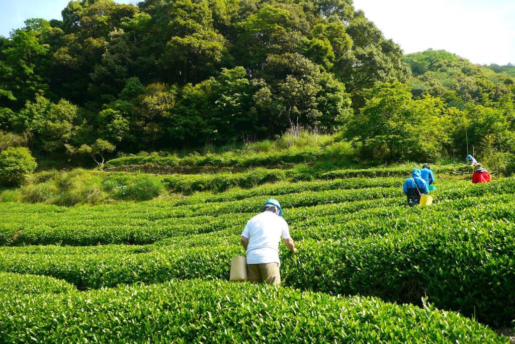 29泊30日の「いなか体験」