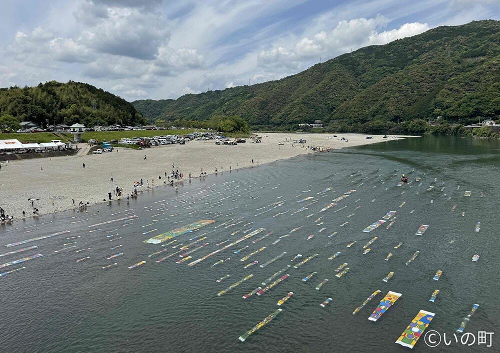 仁淀川を泳ぐ約200匹のこいのぼりの様子