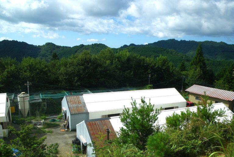 標高600~700mの自然豊かな高地、いの町・本川地区の環境が整った鶏舎で平飼いされ、配合飼料に加え高知県産無農薬のカボチャやキュウリ、なす、減農薬のぶどうや梨などを餌として食べ、のびのび育っています。