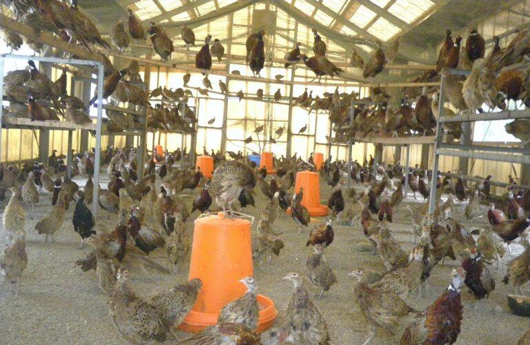 標高600~700mの自然豊かな高地、いの町・本川地区の環境が整った鶏舎で平飼いされ、配合飼料に加え高知県産無農薬のカボチャやキュウリ、なす、減農薬のぶどうや梨などを餌として食べ、のびのび育っています。