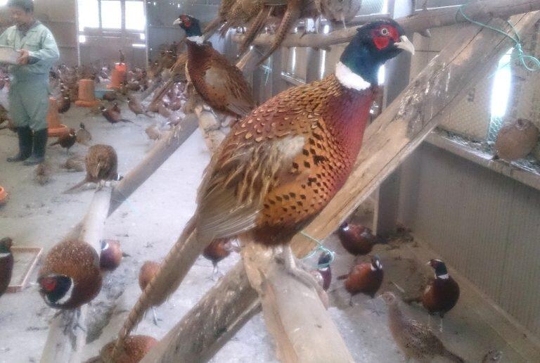 標高600~700mの自然豊かな高地、いの町・本川地区の環境が整った鶏舎で平飼いされ、配合飼料に加え高知県産無農薬のカボチャやキュウリ、なす、減農薬のぶどうや梨などを餌として食べ、のびのび育っています。