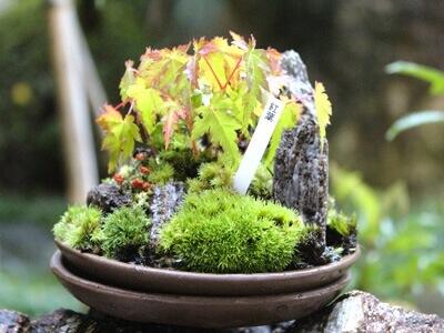 コケじいのコケ玉作り体験