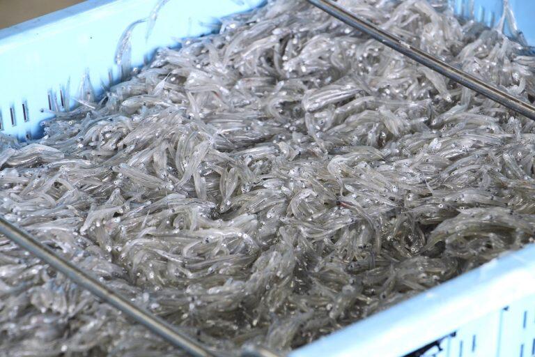 漁港で水揚げされたしらす