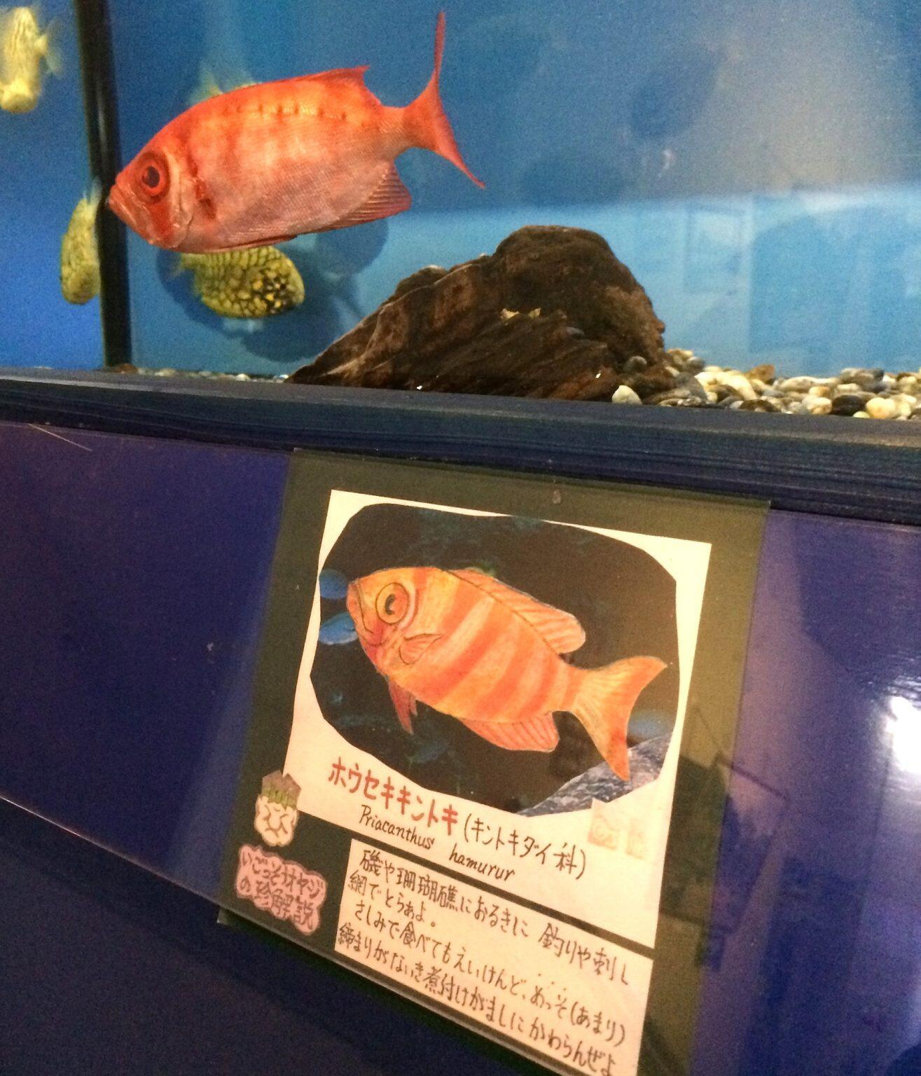 いごっそうオヤジの珍解説