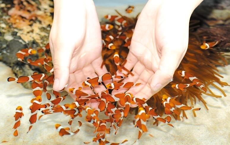カクレクマノミが、ドクターフィッシュのように手の周りに集まってくる「にもっちんぐ」