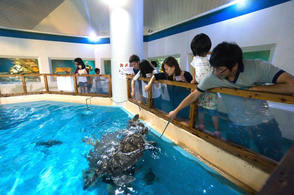 ウミガメのエサやり体験