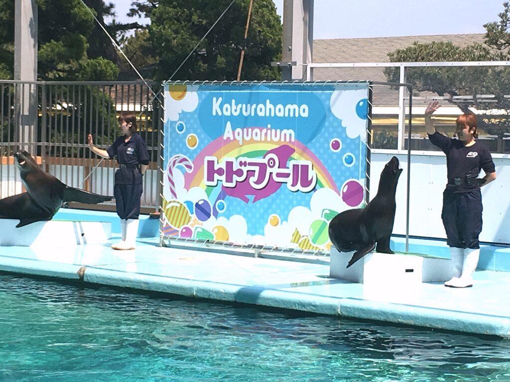 ダイナミックな動きを披露するトド