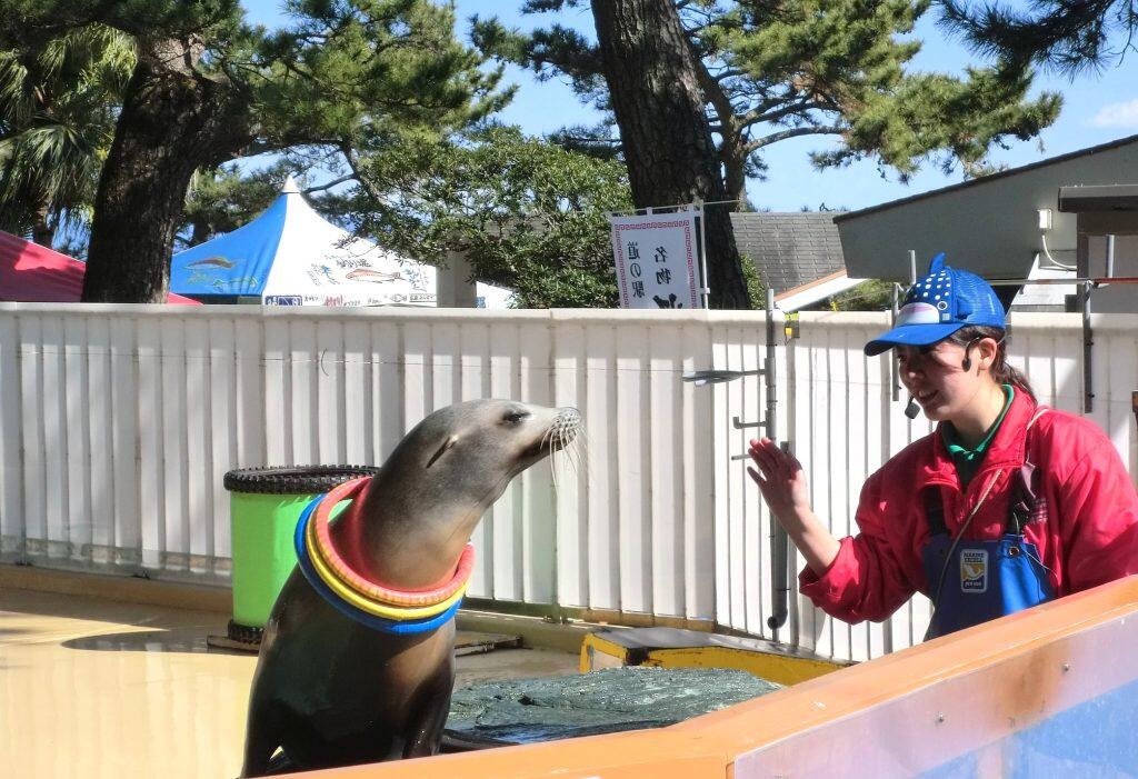 アシカのショータイム