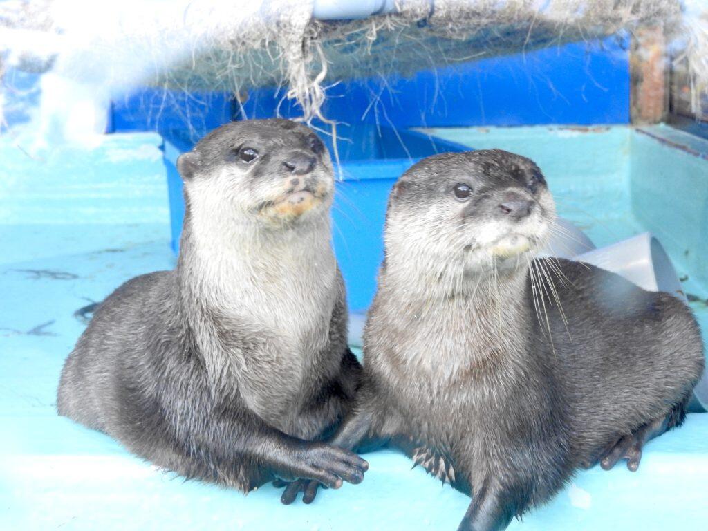 芸達者なカワウソ