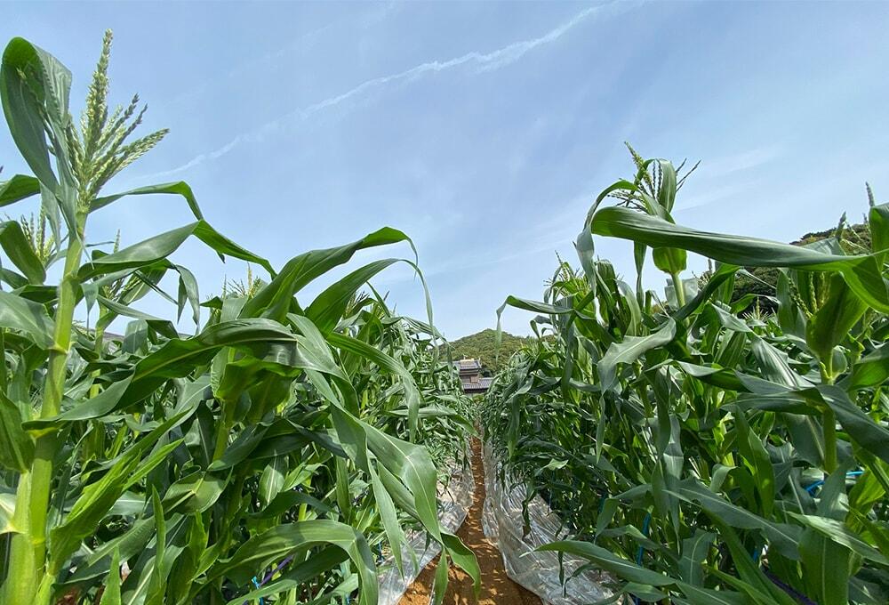 とうもろこし畑/きび街道