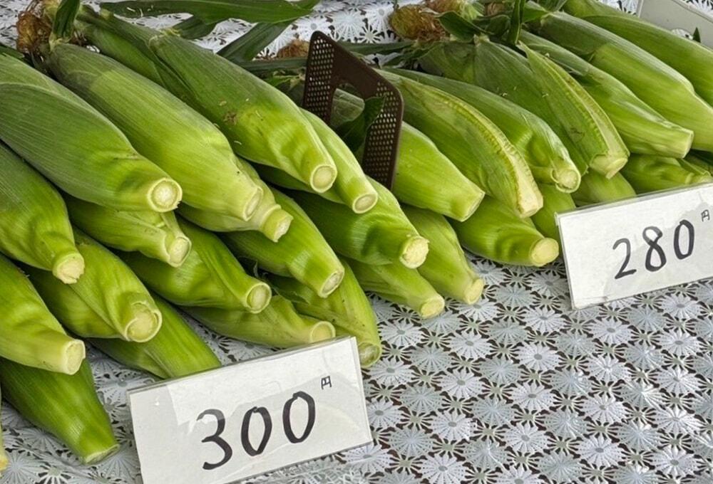 生のトウモロコシ/きび街道