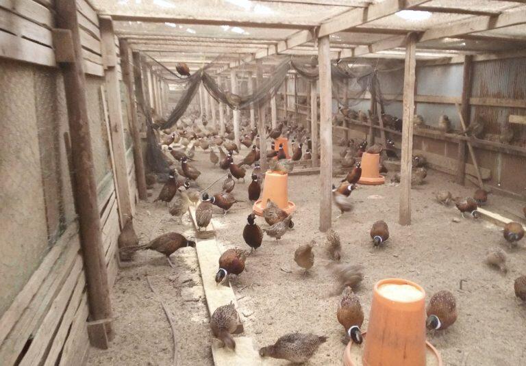 広々とした鶏舎で、地元の山野草や無農薬野菜を食べ、清らかな飲み水を飲んで、のびのびと健康的に育ちます。