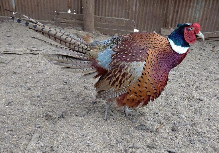 成長に長い時間がかかるうえ、産卵の時期も決まっていることから、育てるのがとても難しいといわれているキジ