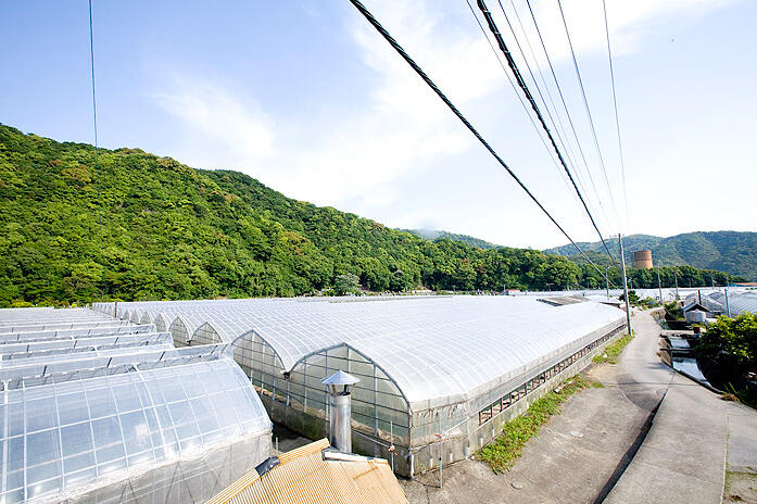 宇佐町の「山本養鰻場」をはじめ、高知県内外の養鰻場から質の良いうなぎだけを厳選!