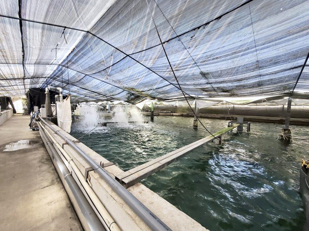 土佐湾で漁獲されたうなぎの稚魚（シラスうなぎ）