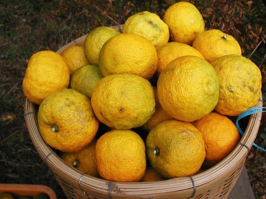 ぽんかんは西山台地の中でも南側の斜面で穫れたものにこだわるなど、素材選びもハンパじゃありません!