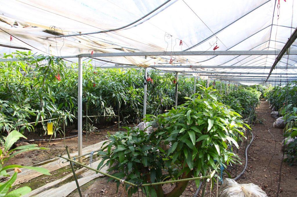 マンゴーの生産が盛んな宮崎県に何度も足を運んで栽培のノウハウを学んだ後、自身にしか出せない味わいを追求し、現在の栽培方法を確立