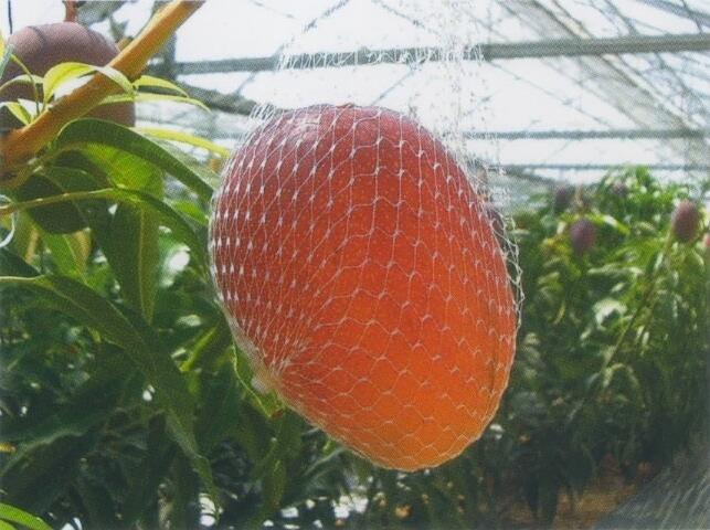 さんさんと降り注ぐ太陽のもと完熟し自然に落ちた実を収穫するため、収穫の3~4日前には1玉ずつ丁寧にネットをかぶせ、ハンモックのように受け止めているそうです。