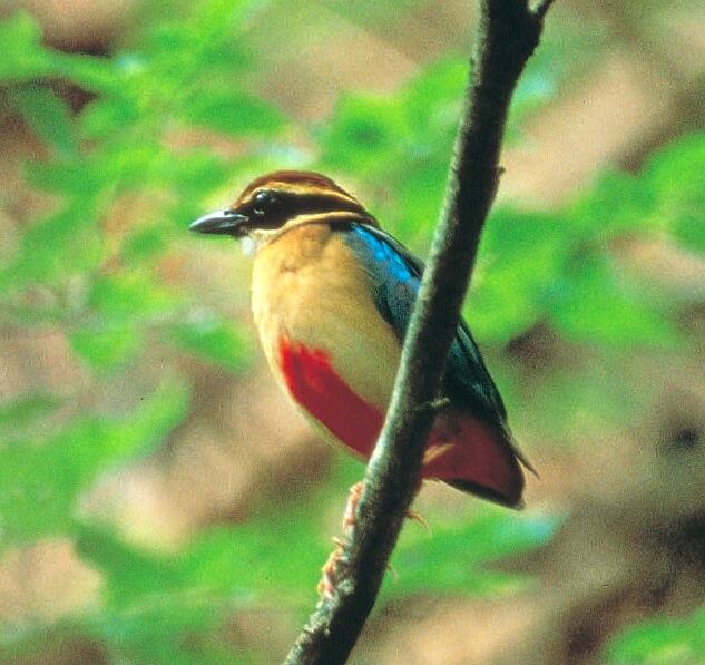 県民の投票により高知県の県鳥に指定された「ヤイロチョウ」