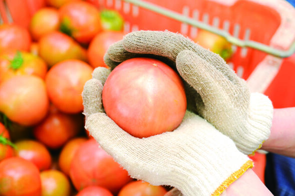 昔ながらの酸っぱいトマトvsフルーツのように甘いトマト