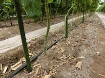 「徳谷トマト」ですが、誕生したきっかけはなんと、1970年に発生した台風10号なんだとか