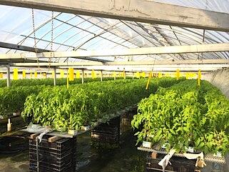 仁淀川河口付近にある広さ3.4ヘクタールのハウスでスクスク育つトマト