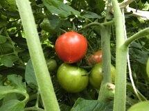 平成14年には室戸海洋深層水のブランドマークも取得するなど、知名度がぐんぐんアップしている「ミネラルトマト」は、普通のトマトと比べて、重量が約1.3倍、リコピン含有率約1.7倍という検証結果も出ているそうです。酸味や甘味、食感のバランスも良いため、