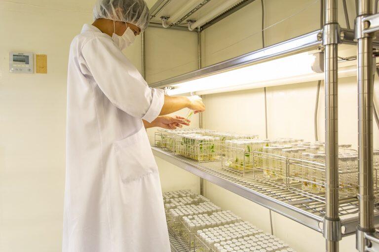 世界基準の適正農業規範『GLOBALG.A.P』や、安全性の国際規格『FSSC22000』などを取得し、栽培から加工まで徹底した管理に取り組み、品質を重視した生姜をお届けしています