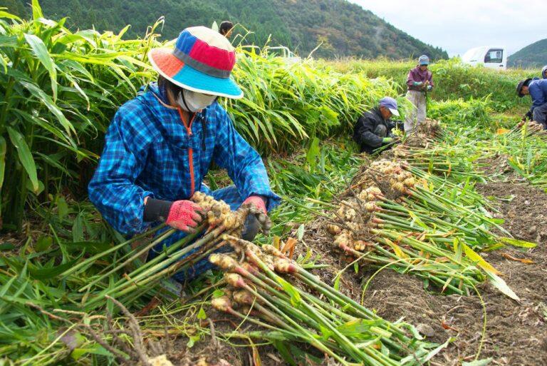 高知県を中心に約126ヘクタール(東京ドーム約27個分!)の畑で生姜を栽培している「坂田信夫商店」